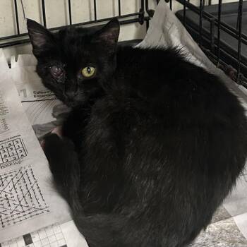 Gotham -  Domestic Short Hair Cat for Adoption in Veneta, Oregon - Gotham | PetCurious