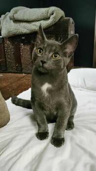 Rescue Domestic Short Hair Cats for Adoption in Delhi, Ontario - JORLAND | PetCurious