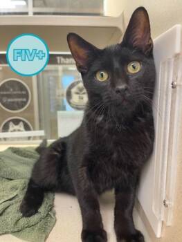 Rescue Domestic Short Hair Cats for Adoption - Gene | PetCurious