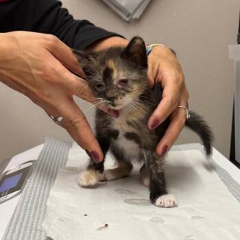Crackle -  Domestic Short Hair Cat for Adoption in Morganton, North Carolina - Crackle | PetCurious
