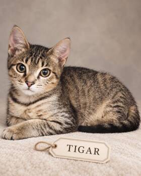 Tigar -  Tabby Cat for Adoption in Miami, Florida - Tigar | PetCurious