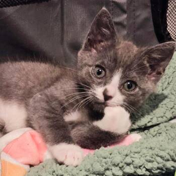 Dewey -  Domestic Short Hair Cat for Adoption in Fairfax, Virginia - Dewey | PetCurious