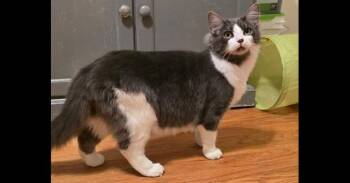 Purrelli -  Domestic Long Hair Cat for Adoption in Kinston, North Carolina - Purrelli | PetCurious