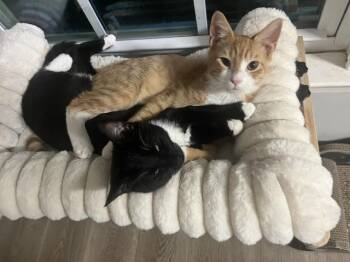 Sprite -  Domestic Short Hair Cat for Adoption in Belmont, North Carolina - Sprite | PetCurious