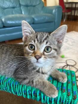 Noodle -  Domestic Short Hair Cat for Adoption in Adrian, Michigan - Noodle | PetCurious