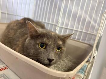 Domestic Short Hair Cats Available for Adoption in Cincinnati, Ohio - Pride | PetCurious