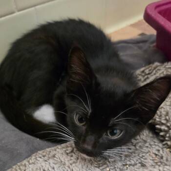 Scorch -  Domestic Short Hair Cat Available for Adoption in Melrose, Florida - Scorch | PetCurious