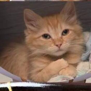 Kintsugi -  Domestic Long Hair Cat for Adoption in Orangevale, California - Kintsugi | PetCurious