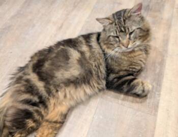 Othello -  Tabby and Domestic Long Hair Cat for Adoption in Hamilton, Ontario - Othello | PetCurious