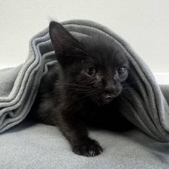 Rescue Domestic Short Hair Cats for Adoption in Lawrenceville, Georgia - Pumpkin Spice | PetCurious