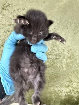 Domestic Short Hair Cats Available for Adoption in Riverside, California - BLUEBERRY | PetCurious