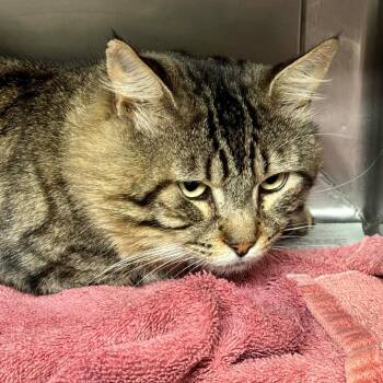Hercules -  Domestic Medium Hair Cat for Adoption in Hawthorne, California - Hercules | PetCurious