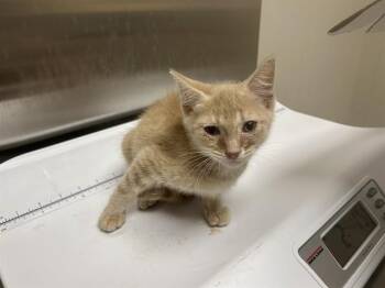 RANDALL -  Domestic Short Hair Cat for Adoption in Rowlett, Texas - RANDALL | PetCurious