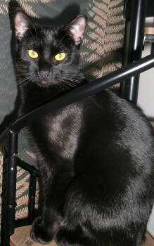 Rescue Domestic Short Hair Cats for Adoption in Trenton, New Jersey - Cirrus | PetCurious