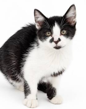 Marco (Polo) is our handsome tiny tot with THE BEST MOUSTACHE -  Tuxedo and Turkish Van Cat for Adoption in Bedford Hills, New York - Marco (Polo) Is Our Handsome Tiny Tot With THE BEST MOUSTACHE | PetCurious