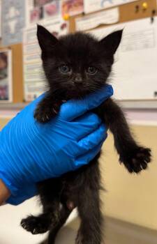 Berto -  Domestic Short Hair Cat for Adoption in Vancouver, Washington - Berto | PetCurious