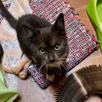 Domestic Short Hair Cats Available for Adoption - Genesis | PetCurious
