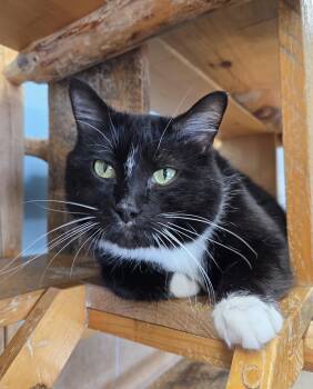 Rescue Domestic Short Hair Cats for Adoption in Park Rapids, Minnesota - Inky | PetCurious