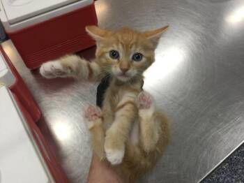 A1937857 -  Domestic Short Hair Cat for Adoption in Thousand Palms, California - A1937857 | PetCurious