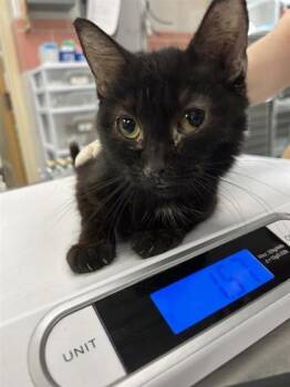 Domestic Short Hair Cats Available for Adoption in Montreal, Quebec - Mini-Fée | PetCurious