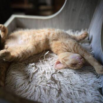 Drifter -  Tabby and Domestic Short Hair Cat for Adoption in Knoxville, Tennessee - Drifter | PetCurious