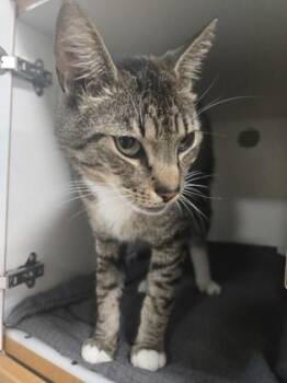 Domestic Short Hair Cats Available for Adoption in Savannah, Georgia - Luigi | PetCurious