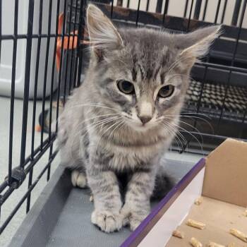 WAGS-Stray-22115_2 -  Domestic Medium Hair Cat for Adoption in Westminster, California - WAGS-Stray-22115_2 | PetCurious