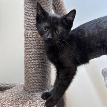 Domestic Short Hair Cats Available for Adoption in Naperville, Illinois - Finch | PetCurious