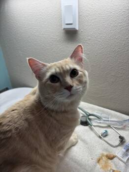 Freddie -  Domestic Medium Hair Cat for Adoption in Sherwood, Oregon - Freddie | PetCurious