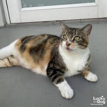 Domestic Short Hair Cats Available for Adoption in Washington, District Of Columbia - Nicole | PetCurious