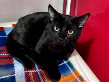 Domestic Short Hair Cats Available for Adoption - Maya | PetCurious