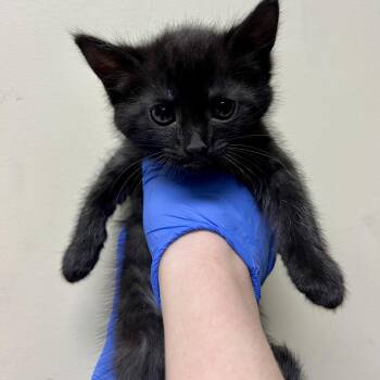 Domestic Short Hair Cats Available for Adoption in Pasadena, California - Sprite | PetCurious