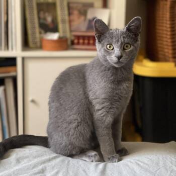 Rescue Domestic Short Hair Cats for Adoption - Patty Cake | PetCurious