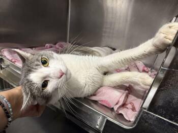 Waterbowl -  Domestic Short Hair Cat for Adoption in New York, New York - Waterbowl | PetCurious