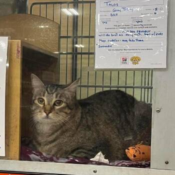 Talos -  Domestic Short Hair Cat for Adoption in Newcastle, Oklahoma - Talos | PetCurious