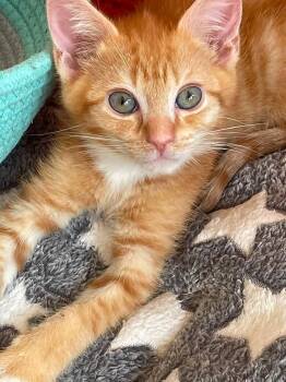 Scout -  Domestic Short Hair Cat for Adoption in Concord, North Carolina - Scout | PetCurious