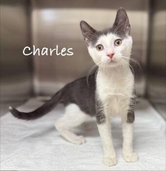 Charles -  Domestic Short Hair Cat for Adoption in Pawleys Island, South Carolina - Charles | PetCurious