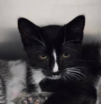 Bryce -  Domestic Short Hair Cat for Adoption in Vancouver, Washington - Bryce | PetCurious