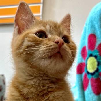 Homer -  Domestic Short Hair Cat for Adoption in Nashville, Indiana - Homer | PetCurious