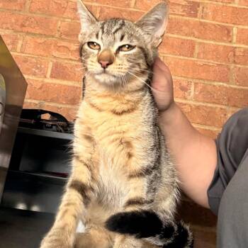 Misu -  Domestic Short Hair Cat for Adoption in Birmingham, Alabama - Misu | PetCurious