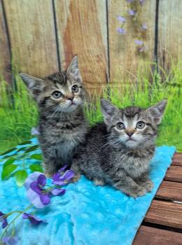Domestic Short Hair Cats Available for Adoption - Dale Jr. | PetCurious