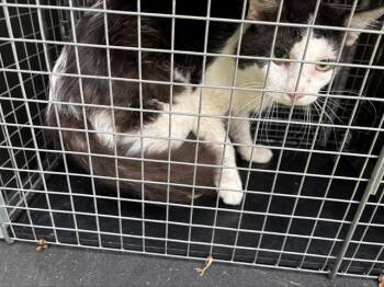 HUMPHREY BOGART -  Domestic Medium Hair and Domestic Short Hair Cat for Adoption in Grand Prairie, Texas - HUMPHREY BOGART | PetCurious
