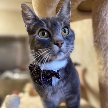 Johnson -  Domestic Short Hair Cat for Adoption in Chehalis, Washington - Johnson | PetCurious