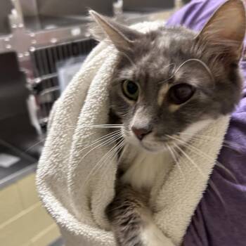 Ranger -  Domestic Long Hair Cat for Adoption in Asheville, North Carolina - Ranger | PetCurious