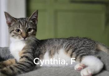 Cyntia -  American Shorthair and Domestic Short Hair Cat for Adoption in Shrewsbury, Massachusetts - Cyntia | PetCurious