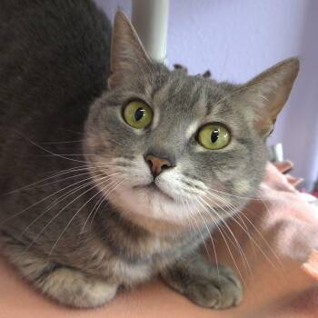 Domestic Short Hair Cats Available for Adoption in Marshfield, Wisconsin - Dusty | PetCurious