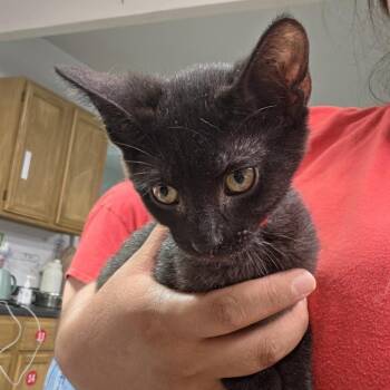 ToeBean -  Domestic Short Hair Cat for Adoption in Leander, Texas - ToeBean | PetCurious