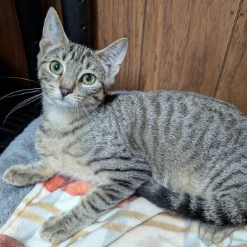 Rescue Domestic Short Hair Cats for Adoption in East Amherst, New York - Lenny | PetCurious