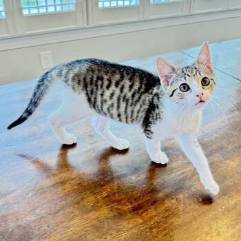 Ravensburger -  Domestic Short Hair Cat for Adoption in Richmond, Virginia - Ravensburger | PetCurious