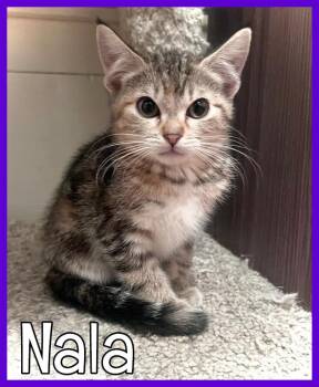 Domestic Medium Hair Cats Available for Adoption in Valley City, North Dakota - Nala | PetCurious